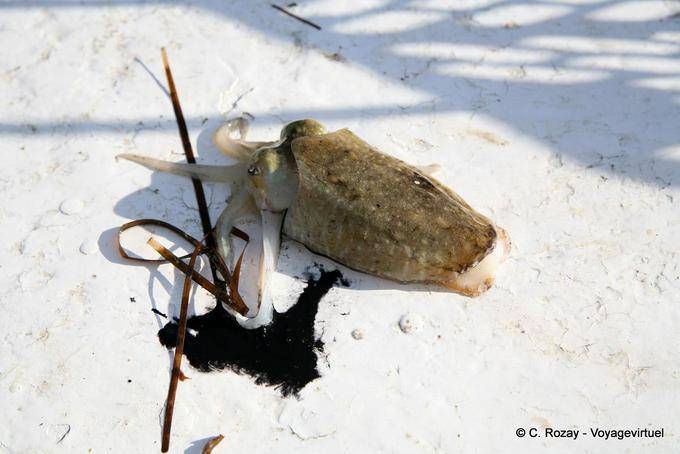 Calamar y su tinta en la cubierta, Ouled Kacem, Kerkennah - Túnez