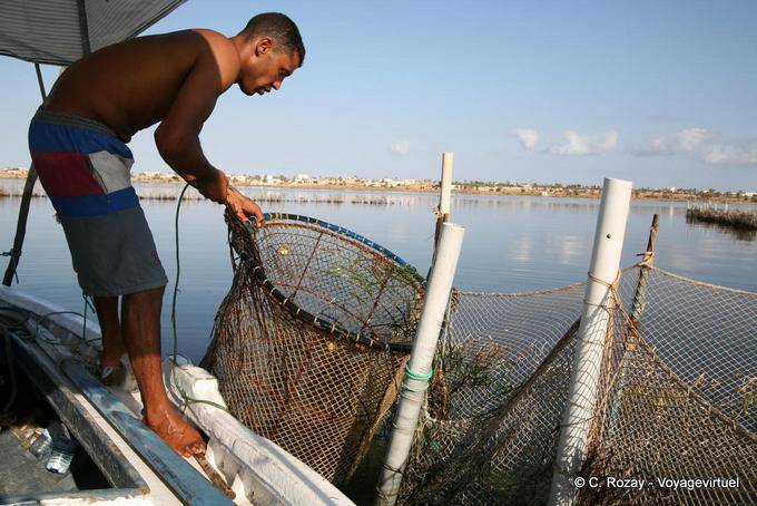 Extracción de la trampa de chrafi (الشرفية) Ouled Kacem, Kerkennah - Túnez