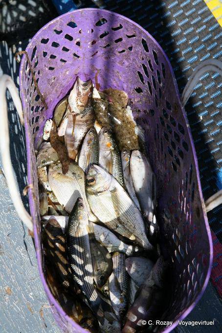 Cesta con la pesca del día, Ouled Kacem, Kerkennah - Túnez