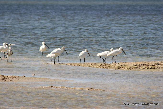 Grupo de espátulas Remla, Kerkennah - Túnez