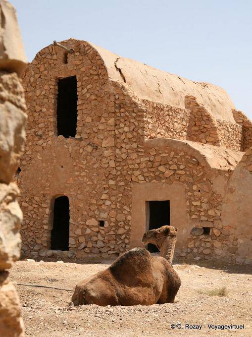 Camel, Ksar El Ferech - Túnez
