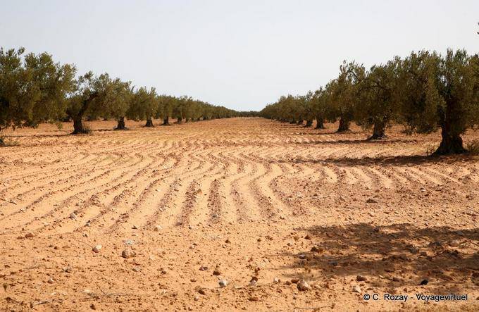 Olivar en la región de Sfax - Túnez