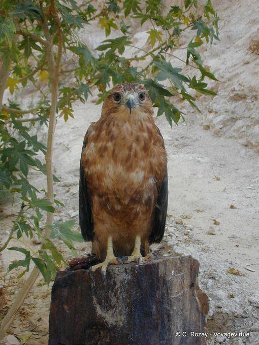 Águila de espera en un tronco, Tamerza Chebika - Túnez
