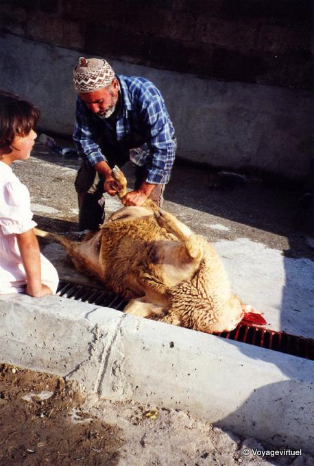 Preparación de ovejas para Eid al-Adha - Goreme, Capadocia - Turquía