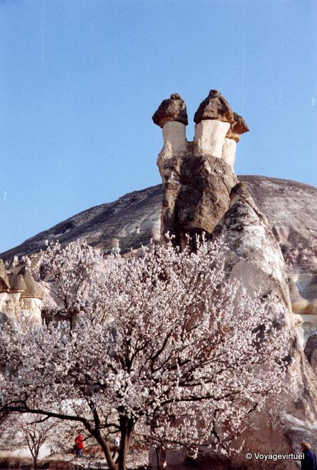 Un árbol en flor y chimeneas de hadas, Capadocia - Turquía