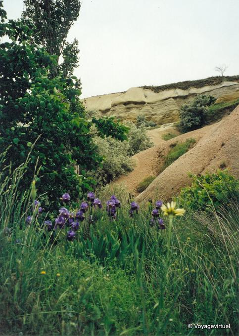 Iris en un valle cerca de Uchisar, Capadocia - Turquía