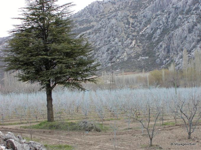 Árboles Blue Orchard, Egirdir - Turquía