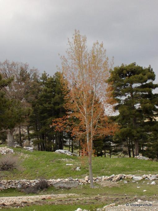 Árbol en primavera, Egirdir - Turquía