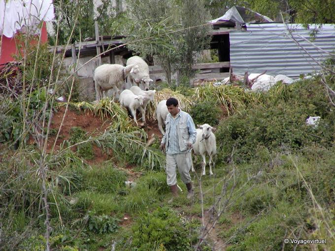 Ovejas a Alanya - Turquía