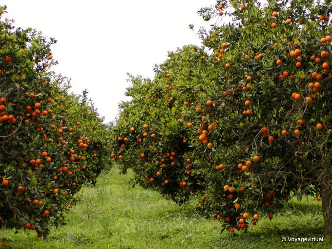 Naranjos completo de naranjas, Manavgat - Turquía