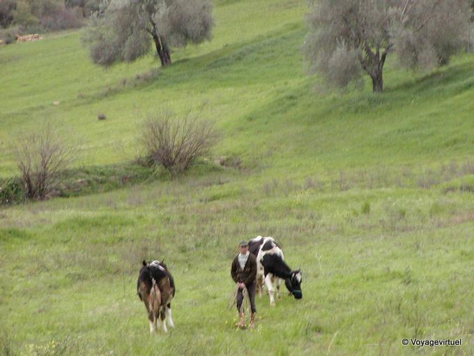El pastor y sus dos vacas, Manavgat - Turquía