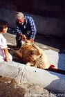 Preparación de ovejas para Eid al-Adha - Goreme, Capadocia, Turquía.