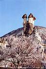 Un árbol en flor y chimeneas de hadas, Capadocia, Turquía.